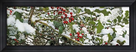 Framed Holly Berries Covered in Snow Print