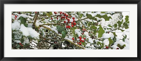 Framed Holly Berries Covered in Snow Print