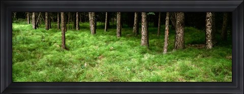 Framed Horsetail Grass, Alberta, Canada Print