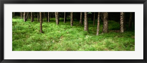 Framed Horsetail Grass, Alberta, Canada Print