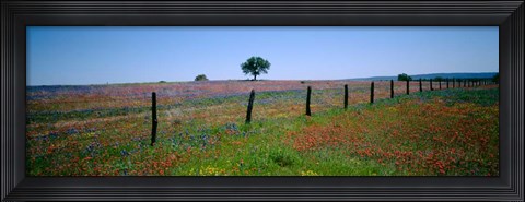 Framed Wildflower Field, Texas Print
