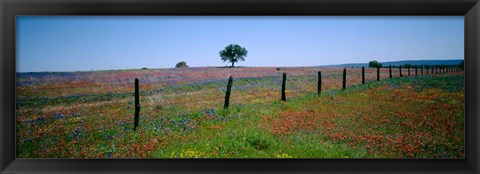 Framed Wildflower Field, Texas Print