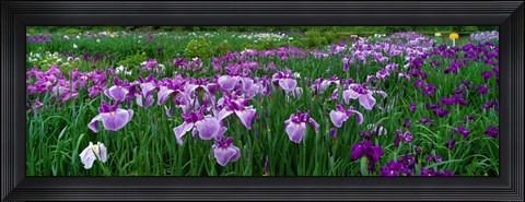 Framed Iris Garden, Nara, Japan Print