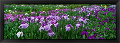 Framed Iris Garden, Nara, Japan Print