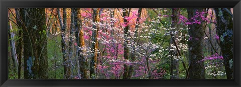 Framed Virginia, Shenandoah National Park Print