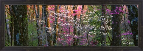 Framed Virginia, Shenandoah National Park Print