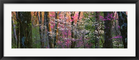 Framed Virginia, Shenandoah National Park Print