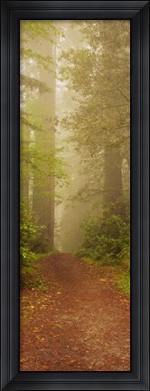 Framed Redwood National Park California Print