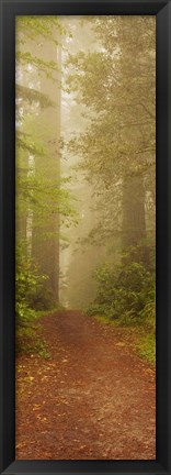 Framed Redwood National Park California Print