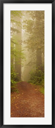 Framed Redwood National Park California Print