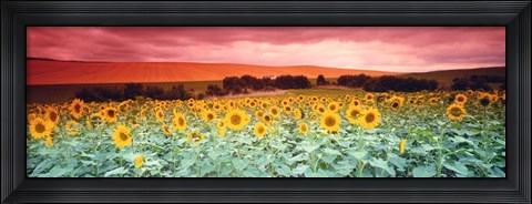 Framed Sunflowers, Corbada, Spain Print