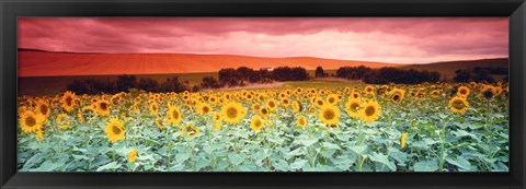 Framed Sunflowers, Corbada, Spain Print