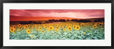 Framed Sunflowers, Corbada, Spain Print