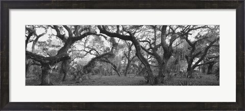 Framed Lake Kissimmee State Park, Florida Print