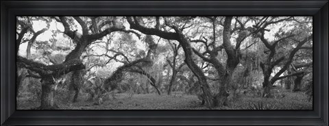Framed Lake Kissimmee State Park, Florida Print