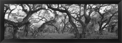 Framed Lake Kissimmee State Park, Florida Print