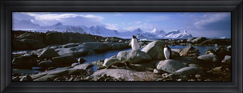 Framed Penguins on Peterman Island Print