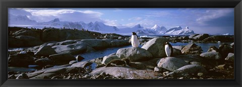 Framed Penguins on Peterman Island Print