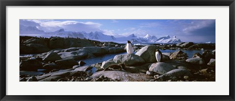 Framed Penguins on Peterman Island Print