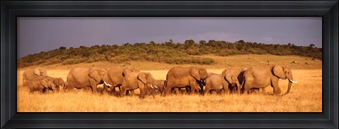Framed Elephant Herd, Kenya, Maasai Mara Print