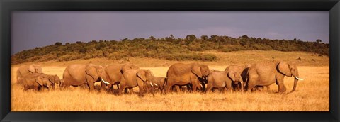 Framed Elephant Herd, Kenya, Maasai Mara Print