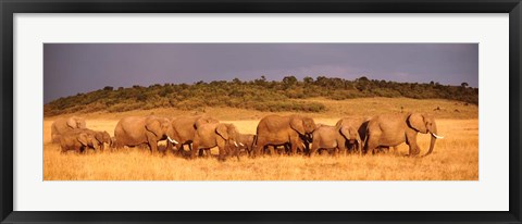 Framed Elephant Herd, Kenya, Maasai Mara Print