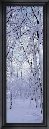 Framed Winter Forest Print