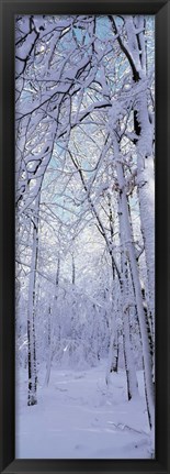 Framed Winter Forest Print