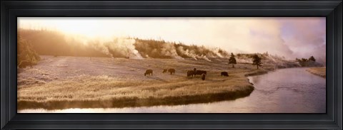 Framed Bison Firehole River, Yellowstone National Park, WY Print