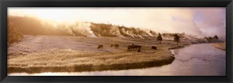 Framed Bison Firehole River, Yellowstone National Park, WY Print