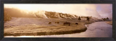 Framed Bison Firehole River, Yellowstone National Park, WY Print