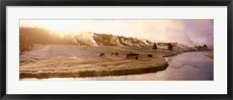 Framed Bison Firehole River, Yellowstone National Park, WY Print