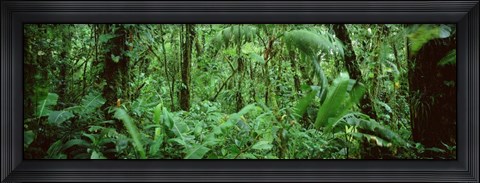 Framed Monteverde Cloud Forest Reserve, Costa Rica Print