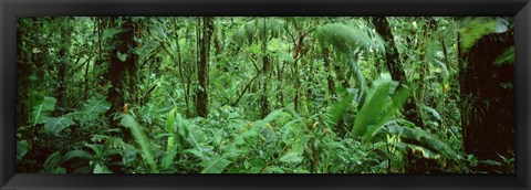 Framed Monteverde Cloud Forest Reserve, Costa Rica Print