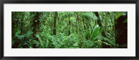 Framed Monteverde Cloud Forest Reserve, Costa Rica Print