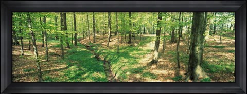Framed Beech Forest Print