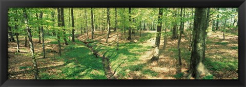 Framed Beech Forest Print