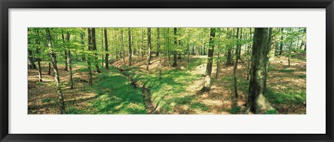 Framed Beech Forest Print