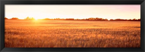 Framed Field in Canada Print