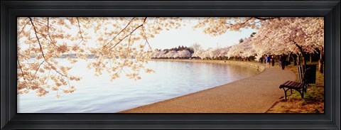 Framed Cherry Blossoms Print