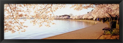 Framed Cherry Blossoms Print