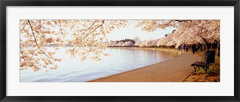 Framed Cherry Blossoms Print