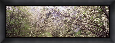 Framed Dogwood Trees, Yosemite National Park, California Print