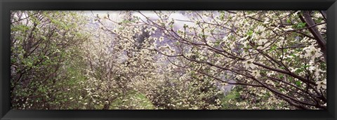 Framed Dogwood Trees, Yosemite National Park, California Print