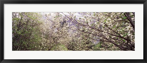 Framed Dogwood Trees, Yosemite National Park, California Print