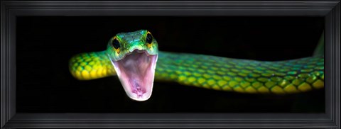 Framed Green Vine Snake, Costa Rica Print