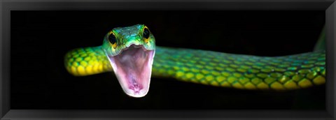 Framed Green Vine Snake, Costa Rica Print