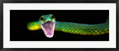 Framed Green Vine Snake, Costa Rica Print