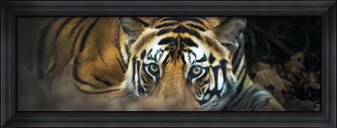 Framed Bengal Tiger, India Print
