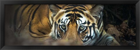 Framed Bengal Tiger, India Print